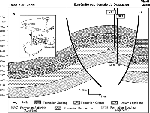 Fig. 11 Coupe géosismique dans l'extrémité occidentale du Draa Jérid, région de Nefta correspondant au profil sismique X.