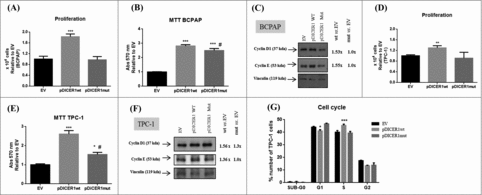 Figure 5. Effect of wild-type and mutated c.5438A>G (E1813G) DICER1 on BCPAP and TPC-1 cell proliferation. Cells were transfected with empty vector (EV) and DICER1-overexpression vectors, containing DICER1 wild-type (pDICER1wt) or mutated c.5438A>G (E1813G) DICER1 (pDICER1mut) cDNA and, 48 hours post transfection: (A) the number of BCPAP cells were counted using trypan blue and the results were relative to EV; (B) cell viability was evaluated using the MTT assay in BCPAP cells; (C) expression of cyclins D1 and E by western blot. Densitometry analyses were performed in comparison with EV in BCPAP cells. The same assays and conditions were performed for TPC-1 cells. (D) the number of TPC-1 cells were counted using trypan blue and the results were relative to EV; (E) cell viability was evaluated using the MTT assay in TPC-1 cells; (F) expression of cyclins D1 and E. Densitometry analyses were performed in comparison with EV; (G) cell cycle by flow cytometry using propidium iodide and data were represented as the percentage of cells in each phase of the cell cycle. Vinculin was used as loading control for western blot. *p < 0.05; **p < 0.01; ***p < 0.001 compared to EV. #p < 0.05, compared to pDICER1wt.