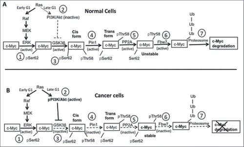 Figure 9. A schematic diagram showing c-Myc phosphorylation and degradation in normal vs. cancer cells. (A) c-Myc degradation in normal cells. Step 1: In early G1 phase of the cell cycle, and in response to mitogenic stimulation, Ras is activated and phosphorylates Erk through the Raf/MEK/ERK signaling cascade. Phosphorylation activates Erk, which then phosphorylates c-Myc on Ser62. Step 2: As the cell cycle progresses, during the late G1 phase Ras signaling decreases and does not activate PI3K, which in turn does not inhibit GSK3β. Step 3: Active GSK3β phosphorylates pSer62-c-Myc on Thr58. Step 4: The doubly phosphorylated c-Myc is a substrate for the enzyme PIN1, which causes a conformational change in c-Myc from its cis to trans form. Step 5: The trans form of c-Myc is a substrate for PP2A, which dephosphorylates pSer62 to give Thr58 phosphorylated c-Myc. Step 6: The singly phosphorylated pThr58-c-Myc is a substrate for the ubiquitin ligase Fbw7. Step 7: Ubiquitination of c-Myc targets the protein for degradation through the proteasome. (B) c-Myc degradation in cancer cells. Step 1: Ras is overexpressed, and phosphorylates PI3K simultaneously with Erk phosphorylation and activation (step 2), which causes inhibition of GSK3β by phosphorylated PI3K. As a result, inactive GSK3β fails to phosphorylate c-Myc on Thr58 (step 3), which prevents the rest of the c-Myc degradation pathway (steps 4–7). Thus, c-Myc accumulates in cancer cells, enhancing cell growth. The schematic diagram is adapted from references 8, 11, and 13.