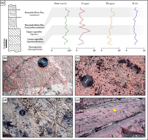 Figure 3. Stratigraphic examples and field aspects of profiles of alteration (Kilohigok palaeosol) developed across the nonconformity between the Archean Slave Province and the Burnside River Formation. Lens, for scale, in (b–d) is 5 cm across. (a) Kilohigok palaeosol at Buchan hills, see Figure 5(a) for location; note peak of uranium mineralization along the lower saprolite horizon. Abbreviations: hematite (Hem); k-feldspar (Kfs); muscovite (Ms); plagioclase (Pl); quartz (Qz); and sericite (Ser). (b) Fresh syenogranite occurring below the palaeosol layer. (c) Lower saprolite, showing reddening due to iron oxide. (d) Upper saprolite, showing intense sericitization and depletion of weak minerals. (e) Lowermost deposits of the Burnside River Formation, showing dark coloring due to ferric and potassic alteration.