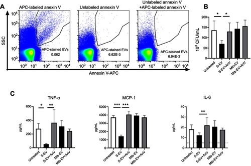 Figure 3 EVs released by J774A.1 macrophages reduce the bacterial load and the production of MCP-1 and TNF-α through a phosphatidylserine-dependent mechanism. J774A.1 cells were infected with M. tuberculosis H37Rv at a MOI =10 for 3 h; extracellular mycobacteria were eliminated with 10 µg/ml amikacin for 1 h and 2.5 μg of EVs or annexin V (AnV)-blocked EVs were added. After 44 h, bacterial load and cytokine concentrations were determined. (A) Left panel: Mtb-EV were stained with APC-labeled annexin V and analyzed by flow cytometry. Middle panel: Mtb-EV were incubated with unlabeled annexin V and analyzed by flow cytometry. Right panel: Mtb-EV were incubated with unlabeled annexin V for 15 min and then stained with APC-labeled annexin V and analyzed by flow cytometry. (B) CFU in infected J774A.1 cells, incubated with medium alone (untreated), with EVs or with annexin V-blocked EVs. (C) Concentrations of TNF-α, MCP-1 and IL-6 in the supernatants of infected J774A.1 cells, incubated with medium alone (untreated), with EVs or with annexin V-blocked EVs (Mtb-EV-AnV). Graphs represent mean and SEM of three independent experiments. Dotted lines indicate the limit of detection of the assay. One-way ANOVA with Tukey’s test: *, p<0.05; **p<0.01; ***p<0.001. S-EV, EVs purified from J774A.1 cells; Mtb-EV, EVs purified from J774A.1 cells that had been infected with M. tuberculosis H37Rv for 4 h.Abbreviations: M. tuberculosis, Mycobacerium tuberculosis; EVs, extracellular vesicles; SD, standard deviation.