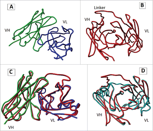 Figure 1. 3-D structures predicted for cet.Hum scFv. (A): 3-D structure of cetuximab Fab fragment (PDB ID: 1YYB). Constant domains are not shown. (B) 3-D structure of model 1, the best model (in terms of C-score value) predicted for 3-D structure of cet.Hum scFv. (C): superposition of cetuximab Fab fragment and model 1. (D) Superposition of model 1 and model 2 (a predicted model for 3-D structure cet.Hum scFv).