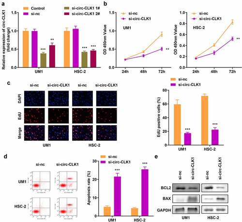 Figure 2. Knockdown of circular-CDC like kinase 1 (circ-CLK1) reduces tumor cell viability, proliferation while increased apoptosis. (a) Expression of circ-CLK1 in UM1 and HSC-2 cells; (b) Cell viability of UM1 and HSC-2 cells; (c) Cell proliferation of UM1 and HSC-2 cells; (d) Apoptosis of UM1 and HSC-2 cells; (e) Protein expression of Bcl-2-associated X protein (BAX) and B-cell lymphoma-2 (BCL2). **P < 0.01, *** P < 0.001 versus control.