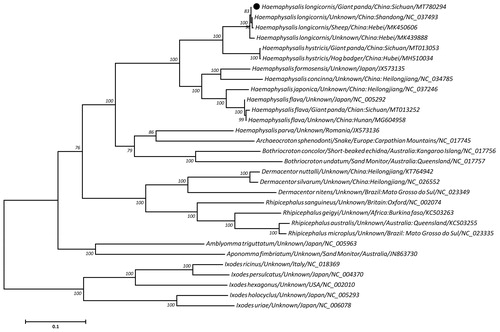 Figure 1. Maximum likelihood tree inferred from the concatenated amino-acid sequences of 13 mitochondrial PCGs of H. longicornis and other related ticks, utilizing MtArt + G + I model and 1,000,000 bootstrap replications. Ixodes species were used as outgroups. Values lower than 50% are not shown. The black cycle represents the species in this study.