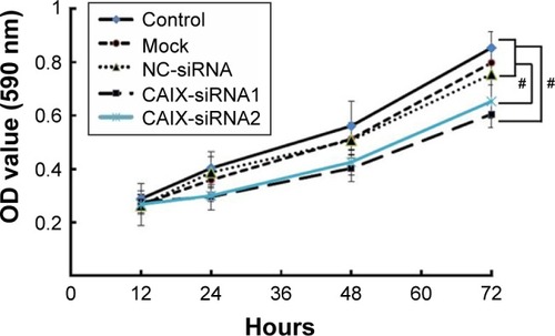 Figure 3 Knockdown of CAIX by siRNA inhibited cell growth of CEN-2 cells.