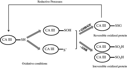 Scheme 1. Schematic representation of reversible and irreversible oxidation of CA III reactive cysteines.