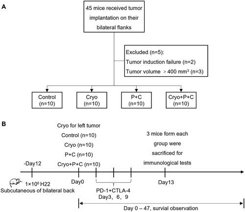 Figure 1. Flow chart of the study design and scheme of the untreated tumor assessment. A. Forty-five mice received tumor implantation on their bilateral flanks. Two of these mice had failed tumor implantation and tumor volumes of another three mice were >400 mm3 on Day 12 after tumor implantation, a total of five mice were excluded from our study. B. Finally, 40 mice with successful tumor implantation on their bilateral flanks were included in our study for right unablated tumor volume measurements, survival observations and immunological testing. Cryo: cryoablation.