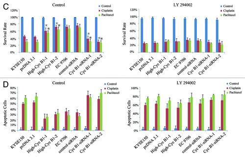 Figure 4 and D. (C) Effects of LY 294002 on cyclin B1-mediated chemotherapeutic-induced apoptosis in KYSE150, pcDNA3.1, High-CycB1 1–2, EC9706, control-siRNA and CycB1 siRNA 1–2 cells by MTS assay. Cells were preincubated with LY 294002 (50 μmol/L) for 2 h, then cisplatin or paclitaxel was added and incubated for 24 h. Twenty μl of MTS reagent was added to each well, followed by a 1–4 h incubation at 37°C and 5% CO2. The OD was read at 490 nm with a microplate reader. (D) Effects of LY 294002 on cyclin B1-mediated chemotherapeutic-induced apoptosis in KYSE150, pcDNA3.1, High-CycB1 1–2, EC9706, control-siRNA and CycB1 siRNA 1–2 cells by DAPI stain. Cells were preincubated with LY 294002 (50 μmol/L) for 2 h, then cisplatin or paclitaxel was added and incubated for 24 h and apoptosis was detected by DAPI stain. All experiments were performed at least three times with consistent and repeatable results. Each value is expressed as mean ± SD (n = 3). *and ※ p < 0.05 as compared with the control.