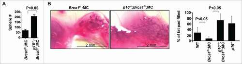 Figure 4. Loss of p16 rescues the decline in mammary stem cell function caused by Brca1 deficiency. (A) Mammary cells freshly isolated from WT, Brca1f/−;MC, p16−/−;Brca1f/−;MC and p16−/− mice were analyzed by mammosphere assay. After 2 weeks the number of spheres larger than 20µm were quantified. Bar graph, mean ± SD from duplicates of each 3 separate mice. (B) Mammary cells isolated from mice of the indicated genotypes were transplanted into the cleared MFPs of 3-week-old NSG mice. The mammary glands were dissected after 8 weeks and analyzed for the percentage of mammary fat pad filled. The bar graph represents the mean ± SD of N = 8 for WT, N = 5 for Brca1f/−;MC, N = 4 for p16−/−;Brca1f/−;MC and N = 4 for p16−/− mice examined for each group respectively.