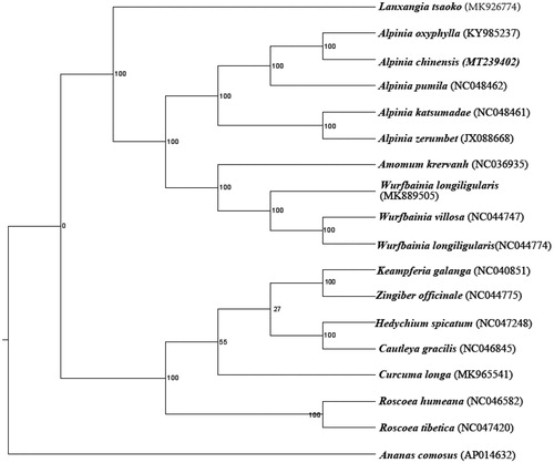 Figure 1. The phylogenetic tree of the A. chinensis and other species based on the 18 complete chloroplast genome sequences with 1000 bootstrap replicates.