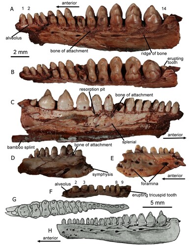 FIGURE 3. Specimens of Variodens inopinatus. The holotype left dentary of Variodens inopinatus (NHMUK PV R36850), in A, lateral (and slightly occlusal); B, occlusal (and slightly lateral); and C, medial views. The numbers above the teeth in A and G are a guide to the tooth positions (using Robinson’s [Citation1957a] nomenclature), mentioned in the text. The paratype specimen (NHMUK PV R36849), an anterior fragment of a left dentary, in D, medial; E, lateral; and F, occlusal views. Reconstruction of the dentary by P.L. Robinson (Citation1957a) in G, occlusal; and H, lateral views. New character 229-0, pits, foramina but no suggestion of a beak, shown in E. New character 230-1, bone of attachment above dorsal dentary margin, shown in A, C and D.