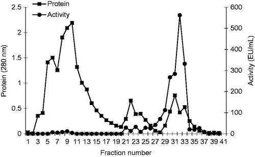 Figure 5. Purification of bovine milk XO by affinity chromatography. Fractions from the ammonium sulfate extraction were pooled as described. This material was eluted by increasing the ammonium sulfate concentration. Protein concentration was determined by measuring an absorbance of 280 nm and XO activities of fractions were assayed activity using xanthine substrate. 1 unit = 1 µmol min−1 per mL. Abbreviation: U, units.