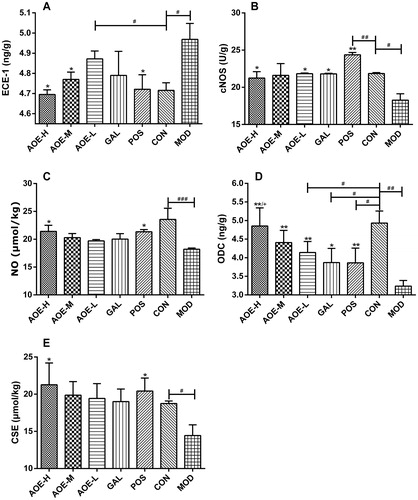 Figure 6. Effects of the A. officinarum extract and galangin on ECE-1 (A), cNOS (B), NO (C), ODC (D), and CSE (E) levels in the gastric mucosa. AOE-H: 0.18 g/kg A. officinarum extract; AOE-M: 0.09 g/kg A. officinarum extract; AOE-L: 0.03 g/kg A. officinarum extract; GAL: 0.2 g/kg galangin; POS: 0.08 g/kg bismuth potassium citrate; MOD: 0.3 g/kg indomethacin. #p < 0.05, ##p < 0.01, and ###p < 0.001 compared with the CON group; *p < 0.05 and **p < 0.01 compared with the MOD group; +p < 0.05 compared with the POS group.