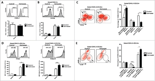 Figure 5. Vorinostat treatment increases the presence of macrophages while reducing M-MDSC in the TME of NBL tumors. Mice bearing 9464D tumors (6 mice/group) were treated with Vorinostat (150 mg/kg) for 3 consecutive days after which tumors were excised and single-cell suspensions were made. (A) Vorinostat does not alter total leukocyte infiltration of NBL tumors. The total tumor cell suspension was analyzed for the presence of CD45.2+ leukocytes. Representative data from three independent experiments. (B) Vorinostat does not alter myeloid cell presence in spleens and tumors. CD45.2+ leukocytes were gated and analyzed for the expression of CD11b. Representative data from three independent experiments are shown. (C) Vorinostat increases the presence of macrophages within the tumor infiltrating myeloid cells. CD45.2+CD11b+ tumor-infiltrating myeloid cells were gated and analyzed for the expression of CD11c, F4/80 and MHCII. Percentages of CD11cdimF4/80highMHCIIint macrophages, CD11chighF4/80dimMHCIIhigh DC and CD11clowF4/80lowMHCIIlow non-APC are depicted (*p < 0.05, ***p < 0.001). Representative data from three independent experiments are presented. (D) Vorinostat upregulates the expression of FcRγ1 and FcRγ2/3 on the cell surface of tumor-infiltrating myeloid cells. CD45.2+CD11b+ myeloid cells were gated and analyzed for the expression of FcRγ1 and FcRγ2/3 (*p< 0.05, **p< 0.01). Representative data from three independent experiments. (E) Vorinostat reduces M-MDSC within the tumor-infiltrating myeloid cells. CD45.2+CD11b+ myeloid cells were gated and analyzed for the expression of CD11c, Ly-6C, Ly-6G and MHCII. Percentages of and CD11cnegLy-6ChighLy-6GnegMHCIIlow M-MDSC, CD11clow/intLy-6CdimLy-6GhighMHCIIlow PMN-MDSC and CD11cint/highLy-6CnegLy-6GnegMHCIIint/high APCs are depicted (*p < 0.05; ***p < 0.001). Representative data from three independent experiments are shown.