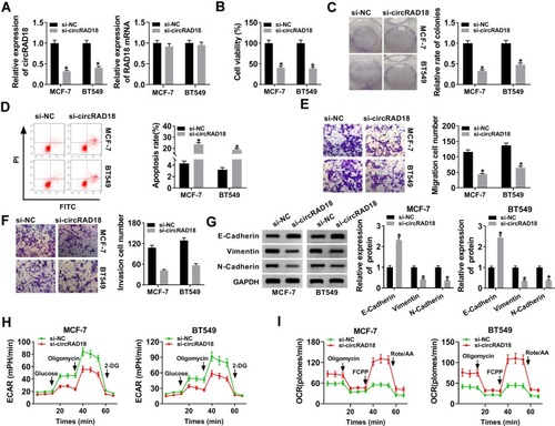 Figure 2 CircRAD18 silencing retarded the malignant behaviors of BC cells. MCF-7 and BT549 cells were transfected with si-circRAD18 or si-NC. (A) CircRAD18 expression and RAD18 mRNA level by qRT-PCR after 48 h transfection. (B) Cell viability by CCK-8 assay 48 h after transfection. (C) Cell colony formation using a standard colony formation assay after 48 h transfection. (D) Cell apoptosis by flow cytometry after 48 h transfection. (E and F) Cell migration and invasion by transwell assay after 24 h transfection. (G) The levels of E-Cadherin, Vimentin and N-Cadherin by Western blot 48 h after transfection. (H and I) Measurement of ECAR and OCR in transfected cells. *P < 0.05.