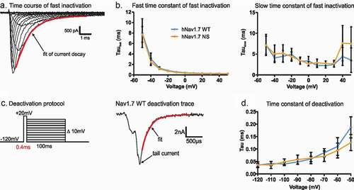 Figure 4. The N1245S variant does not affect Nav1.7 kinetics of fast inactivation and deactivation. (a) Double exponential fit (red) to the current decay was used to investigate the time constants of channel inactivation. (b) τfast (left) and τslow (right) obtained by double exponential fit of fast inactivation as shown in (a). WT in blue, n = 18; N1245S in orange, n = 17. (c) Deactivation protocol (left). Example trace (right) of a tail current at −60 mV obtained during the repolarization step from the deactivation protocol. The red line represents the single exponential fit. (d) Time constant of deactivation was obtained by single exponential fit of the decay of the tail currents. Error bars denote 95% confidence interval. These recordings were performed without co-transfection of the Nav β1 subunit