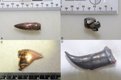 Figure 4. Photograph showing deformed projectiles that encountered multiple intermediate obstacles before penetrating the body. Full metal-jacketed bullet (A). Flattened bullet (B). Deformed jacket without core (C) and core without jacket (D).
