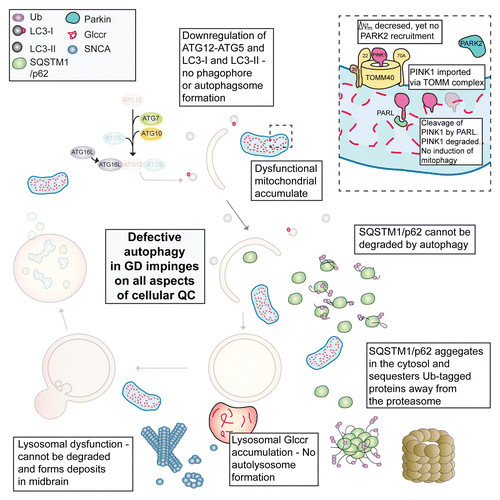 Figure 1. Defective proteostasis in GD stems from impaired autophagy. This has an impact upon the UPS and mitophagy as well as turnover of aggregated SNCA oligomers. This results in a toxic build-up of damaged proteins and organelles leading to neuronal cell death. Glccr, glucocerebroside.