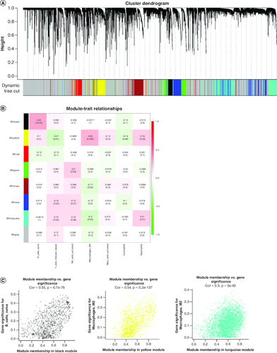 Figure 2. Weighted gene co-expression network analysis based on differential immune infiltration cells.(A) Cluster dendrogram. Genes are divided into various modules by hierarchical clustering, and different colors represent different modules, among which gray defaults to genes that cannot be classified into any module. (B) The heatmap of modules and immune cells correlation. In the figure, red represents a positive correlation and cyan represents a negative correlation. The darker color indicates a stronger correlation. Each frame labels the correlation coefficient, with the corresponding p-value in brackets. (C) The scatter plots show the correlation between module membership (x-axis) and gene signature (y-axis) in B cells and macrophages M2, related to all three types of immune cells were obtained by taking the intersection.