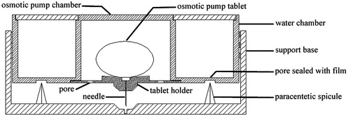 Figure 1. Osmotic pump infusion drug delivery system, which was composed of three main components: water chamber, osmotic pump chamber and support base.