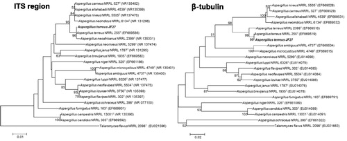 Figure 5. Phylogenetic trees created using the neighbor-joining method showing the relationships between isolate JF27 and the other members of the genus Aspergillus, based on a phylogenetic analysis of the partial nuclear ribosomal internal transcribed spacer (ITS) region and the β-tubulin sequence. Bootstrap values of 1000 analyses are shown at the branching points. The scale bar represents numbers of nucleotide substitutions per 100 nucleotides of the sequence. The type isolate is indicated as “T”; accession numbers deposited at GenBank are shown in parentheses.