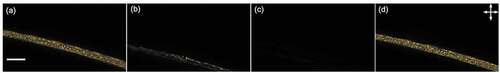 Figure 4. (Colour online) Nematic LC-filled crosslinked PVA-PAA fibres heated above the clearing point (Tc) and cooled below it. (a) Before heating; (b) LC clearing as we approach Tc; (c) the LC appearing dark upon reaching the Tc; and (d) the colours reappearing on cooling the fibres. Scale bar 20 µm. Images are extracted from Supplemental Movie 3.