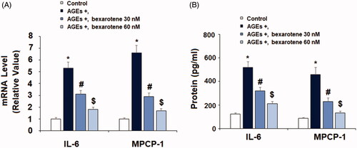 Figure 3. Bexarotene inhibits AGE-induced expressions and secretions of IL-6 and MCP-1. (A). mRNA levels of IL-6 and MCP-1; (B). Protein levels of IL-6 and MCP-1 (*, p < .01 vs. vehicle group; #, p < .01 vs. AGE group; $, p < .01 vs. AGE + 30 nM bexarotene, n = 5–6).