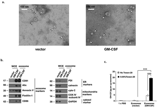 Figure 2. Characterization of exosomes isolated from ES-D3 cells.(a) Exosomes were isolated from ES-D3 cells that were transfected with either the plasmid expressing GM-CSF or its empty vector. Transmission electron microscopy (TEM) imaging of the ES-D3-derived exosomes. Arrow heads indicate exosomes, Scale bar 100 nM. (b) Western blot analysis of the expression of the indicated exosomal markers, endoplasmic reticulum (ER) markers, mitochondrial markers, and cytosolic markers that are expressed either in the whole cell extracts (WCE) or in the exosomes. PDI, protein disulfide isomerase; cyto C, cytochrome C. Molecular weights markers (kD) are labeled on the left. (c) The amounts of GM-CSF in exosomes isolated from GM-CSF-expressing ES-D3 cells or from vector control ES-D3 cells were evaluated by ELISA. Exosomes pretreated with or without 0.05% Tween-20 were added to an ELISA plate. ELISA was carried out using washing buffer containing either PBS only or PBS + 0.05% Tween-20. The data are shown as mean ± SD of three independent ELISA experiments. ***, p < 0.0001; ANOVA with Tukey’s multiple comparison test.