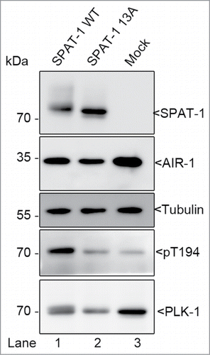 Figure 2. SPAT-1 wild-type but not the non-phoshorylatable SPAT-1 13A stimulates PLK-1 T-loop phosphorylation by AIR-1. Westernblot analysis of protein extracts obtained from baculovirus-infected Sf9 cells co-expressing AIR-1, PLK-1, and SPAT-1 WT (Lane 1) or SPAT-1 13A (lane 2) or co-expressing only AIR-1 and PLK-1 (Lane 3) revealed with 6xHis (His-AIR-1), SPAT-1, PLK-1, Tubulin and the T-loop phosphospecific antibody (T194 in PLK-1).