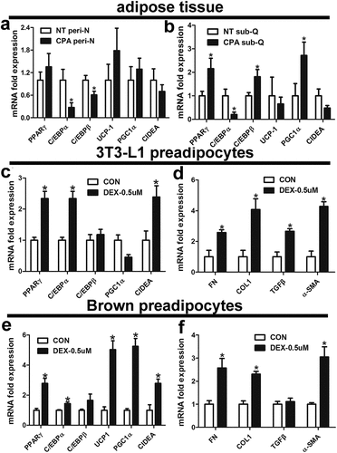 Figure 5. Effect of dexamethasone on mRNA levels related to adipokines and fibrosis in 3T3-L1 and brown preadipocytes.
