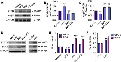 Figure 7 Dex promoted M2 polarization via inhibiting PTEN phosphorylation. MH-S cells were cultured with LPS 10 ng/mL or bpV (Pic) 100 nM for 24 hrs or stimulated with bpV (pic) 100 nM for 1 hr, followed by the stimulation of LPS 10 ng/mL for another 24 hrs. (A) Western Blot was used to detect the expression of iNOS and Arg1, GAPDH as a loading control. Western Blot analysis of the expression of (B) iNOS and (C) Arg1. (D) Western Blot was used to detect the expression of STAT6 and IRF4 after the cells were cultured with (E) 10 ng/mL LPS or/and 100 nM bpV(pic), or (F) cultured with 100 nM Dex alone for 24 hrs, GAPDH as a loading control. Data were presented as mean ± SD (n = 4). *p < 0.05; **p < 0.01, ***p < 0.001, ****p < 0.0001 vs control. ####p < 0.0001 vs LPS group.