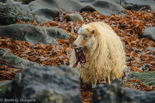 Figure 2. Picture a sheep in the Faroe Islands searching for food on the coast and eating seaweed. It was printed with permission from copyright holder Bjarki G. Dalsgarð.