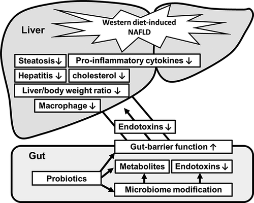 Figure 8. Schematic overview of gut-liver-axis modulation by probiotics.