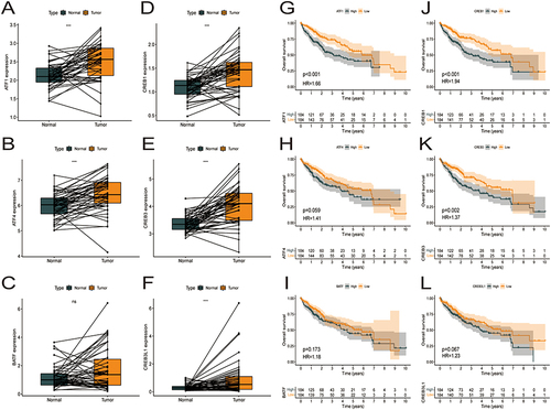 Figure 11 Expression of 6 core genes in HCC and adjacent tissues and prognosis in HCC. (A–F) ATF1, ATF4, BATF, CREB1, CREB3, and CREB3L1 are overexpressed in the tumor tissues as compared to the paraneoplastic tissues in TCGA-HCC cohort. (G–I) Survival curve showing the impact of expressions of ATF1, ATF4, BATF, CREB1, CREB3, and CREB3L1 on the OS in TCGA-HCC dataset.
