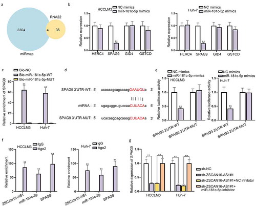 Figure 5. ZSCAN16-AS1 acts as a ceRNA to sponge miR-181 c-5p and further regulates SPAG9 expression. A) Possible mRNAs combined with miR-181 c-5p from RNA22 and miRmap programs. B) Expression of SPAG9 in HCCLM3 and Huh-7 cells after miR-181 c-5p increase from RT-qPCR analysis. C) Combination between SPAG9 and miR-181 c-5p from RNA pull down assays. D) Binding sites between SPAG9 3’UTR and miR-181 c-5p were obtained from starBase website. E) Luciferase activities of SPAG9 3’UTR-WT/MUT were detected in HCCLM3 and Huh-7 cells after miR-181 c-5p overexpression. F) RIP assays detected the enrichment of ZSCAN16-AS1, miR-181 c-5p and SPAG9 in Ago2. G) Expression of SPAG9 in HCCLM3 and Huh-7 cells transfected with sh-NC, sh-ZSCAN16-AS1#1, sh-ZSCAN16-AS1#1+ NC inhibitor and sh-ZSCAN16-AS1#1+ miR-181 c-5p inhibitor from RT-qPCR analysis. **P < 0.01