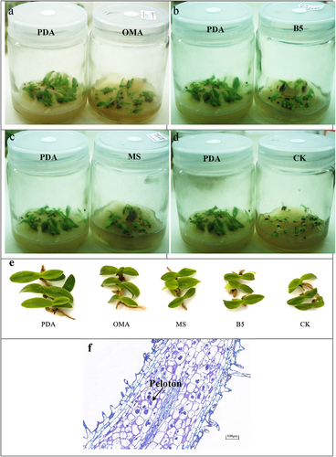 Figure 4. The growth state of Paphiopedilum barbigerum seedlings inoculated with FQXY019.Symbiotic mycorrhizal fungal and seedlings cultured on PDA, OMA, B5,MS and CK (a,b,c,d). Comparison of seedlings growth of five treatments (e). Longitudinal section of seedling root inoculated with FQXY019 on PDA (f).