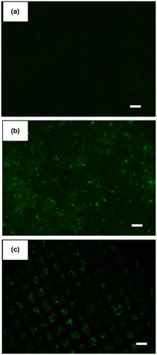 Figure 4. Fluorescence images of PS microfiber fabric on aluminum mesh with captured cells. (a) HeLa, (b) MCF-7 cells and (c) EpCAM-blocked MCF-7 cells by antibody were separately passed through the microfiber fabric. Here, the autofluorescence from PS microfiber was slightly observed. Scale bars: 250 μm.