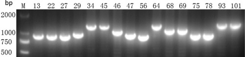 Figure 3 Presence of CRISPR3 gene by PCR. M indicates the DNA marker. The numeric characters represent the sequential number of different K. pneumoniae isolates which carry the CRISPR3 gene.