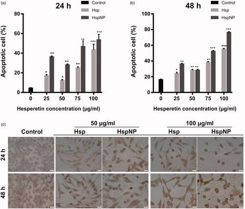 Figure 4. Apoptotic activitiy results of Hsp and HspNPs by TUNEL assay on C6 glioma cells. (a) 24 h and (b) 48 h treatment with Hsp and HspNPs showed increase in TUNEL positive cell number. (c) The highly condensed and fragmented nuclei that are the index of apoptosis were observed at increasing concentrations of both molecules. *p < .05, **p < .001, ***p < .0001 compared to control.