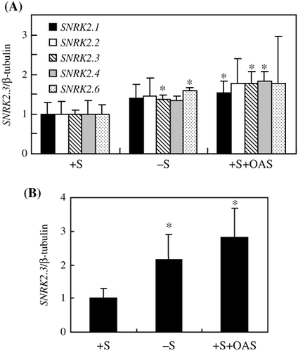 Figure 2  mRNA accumulation of five SNRK2 genes in shoots of wild-type Columbia-0 (Col-0). (A) Relative expression of SNRK2.1, SNRK2.2, SNRK2.3, SNRK2.4 and SNRK2.6 (mean ± standard deviation [SD], n = 3). (B) Additional measurement of SNRK2.3 relative expression (mean ± SD, n = 3). Asterisks indicate values significantly different from the +S conditions (P < 0.05, Student's t-test). Plants were initially grown on an agarose plate for 10 days under +S (1.5 mmol L−1 S) conditions, then grown for another 4 days after transfer to +S, −S (0.03 mmol L−1 S) or +S+O-acetyl-l-serine (OAS) (1.5 mmol L−1 S, 5 mmol L−1 OAS ) medium.