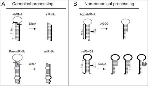 Figure 1. Canonical (Dicer-mediated) and non-canonical (AGO-2 mediated) paths for shRNA and miRNA processing (A) Canonical Dicer-mediated processing of shRNAs and pre-miRNAs. Top: a regular short hairpin RNA (shRNA) of 21 bp in length is processed by Dicer into siRNAs. Bottom: a regular pre-miRNA is processed by Dicer into the mature miRNA duplex. The guide strand (thick line) of the siRNA/miRNA duplex will subsequently be incorporated into RISC to induce RNAi silencing. (B) Non-canonical AGO2-mediated processing of AgoshRNAs and miR-451. Top: AgoshRNAs are hairpins of only 19 bp with a small terminal loop that bypass Dicer-processing and undergo cleavage by AGO2 between bp 10 and 11 on the 3′ side of the duplex (◂). Bottom: miR-451 is the founding member of a class of Dicer-independent, AGO2-processed miRNAs. A thick line represents the guide strand. Hairpin characteristics shared with the AgoshRNA design are the short stem and small loop. The miR-451 is processed further by tailing and trimming as indicated.