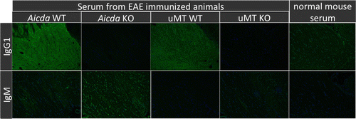 Figure 6.  Indirect fluorescence for binding of serum antibody to normal brain tissue. Serum from EAE affected WT mice show diffuse, strong white matter associated signal consistent with the presence of MOG specific IgG1. By contrast, corresponding signal is absent using serum from MOG induced KO mice, or healthy controls. There is no difference of signal intensity or distribution for IgM binding to brain, regardless of MOG induction or genotype. Representative images are shown.