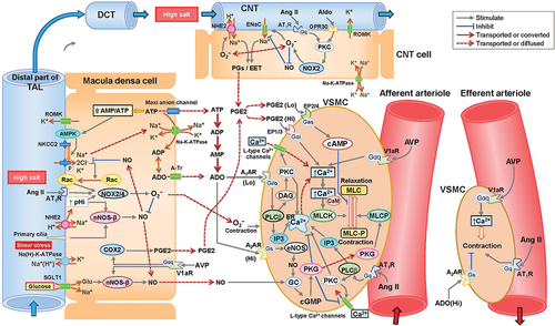 Figure 2. Putative signaling pathways in the regulation of afferent arteriole tonicity in JGA and CNT.