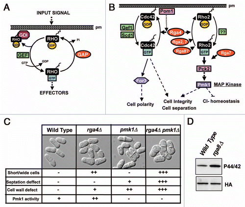 Figure 1 (A) Three classes of proteins, Guanine Nucleotide Exchange Factors (GEFs), GDP Dissociation Inhibitors (GDIs), and GTPase Activating Proteins (GAPs) are responsible for the cyclic regulation of Rho GTPase activity. (B) A model showing the known GEFs and GAPs involved in the regulation of Cdc42 and Rho2 GTPases in fission yeast. No specific GEFs for Rho2 have been identified yet. Rga4 is the only known GAP for Cdc42, whereas Rga2, Rga4, Rga7 and probably, Rga8 are Rho2 GAPs. Pom1 kinase might provide a role in determining Rga4 specific signalling through Cdc42. The formin For3 is a direct target of Cdc42 in the regulation of cell polarity, whereas Rho2 functions upstream protein kinase C to activate Pmk1 MAPK, which is the core element of the cell integrity pathway regulating ion homeostasis, cell integrity and separation. (C) Distinct features were scored (“+++”, very strong; “++”, strong; “+”, weak; “−”, not detected) in wild type cells and in fission yeast mutants lacking Rga4 (rga4Δ), Pmk1 (pmk1Δ) and both Rga4 and Pmk1 (rga4Δ pmk1Δ) after observation by differential interference contrast (DIC) microscopy and photographed. Cell width, cell wall defects, and a defective cell separation were exacerbated by simultaneous deletion of Rga4 and Pmk1 as compared to single mutants, supporting the regulatory model proposed in (B). (D) Rga8 GAP is a negative regulator of Pmk1 phosphorylation. Cells from wild type and a mutant strain lacking Rga8 (rga8Δ) and carrying a HA6H-tagged chromosomal version of the pmk1+ gene were grown to mid-log phase and Pmk1-HA6H was purified by affinity chromatography. Activated Pmk1 was detected by immunoblotting with anti-(phosho-p44/42) antibody and total Pmk1 was detected with anti-HA antibody as loading control.