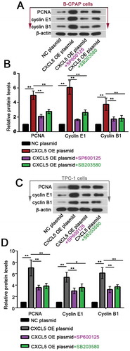 Figure 4. Blockade of JNK or p38 pathway suppresses CXCL5 overexpression-induced cell proliferation.Forty-eight hours post the transfection, 10 μM SP600125 (JNK pathway inhibitor) or 20 μM SB203580 (p38 pathway inhibitor) was used to treat PTC cells for another 24 hrs, and the expression levels of PCNA, cyclin E1 and B1 were determined with western blot assay. **P < 0.01; *P < 0.05. CXCL5, C-X-C motif chemokine ligand 5; JNK, c-Jun N-terminal kinases; PCNA, proliferating cell nuclear antigen