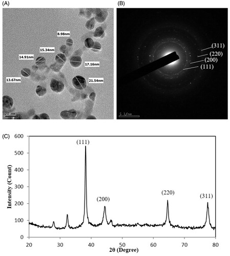 Figure 3. FE-TEM image of synthesized AgNPs (A), SAED pattern (B), and XRD spectra of synthesized AgNPs (C).