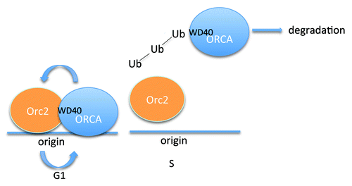 Figure 1. A model: Cell cycle-dependent control of ORCA determines Orc2 binding to origin.