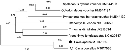 Figure 1. Phylogenetic relationship of the Cavia aperea ● and Cavia porcellus ^, and six other rodent species. Tree was constructed using the ClustalW alignment and neighbour-joining analysis in Mega X (Kumar et al. Citation2018).