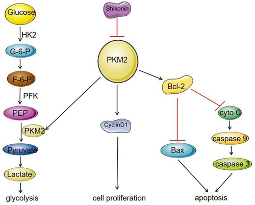 Figure 5 Mechanism of SK on inhibition of glycolysis and proliferation and induction of apoptosis in HCC cell lines. SK significantly reduced the expression of PKM2, and inhibited the expression of cyclinD1, thereby inhibiting the proliferation of HCC cells. On the other hand, a decrease in PKM2 expression affected the binding of PKM2 to Bcl-2, resulting in a decrease in the anti-apoptotic protein Bcl-2, which led to increase in the protein Bax, caspase 9, and caspase 3, thereby promoting apoptosis of HCC cells. As a rate-limiting enzyme in the glycolysis process, PKM2 can catalyze the production of pyruvate by phosphoenolpyruvate (PEP). The decrease in PKM2 affected HCC cell energy metabolism and inhibited the process of glycolysis.