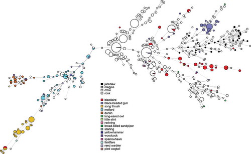 Figure 3. Minimum spanning tree of MLST data from C. jejuni isolated from human cases of gastroenteritis, chicken farms and wild birds including corvids in Sweden (n = 1357), showing species of wild birds for comparison with Figure 2.